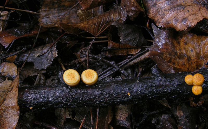 Crucibulum laeve (Huds.) Kambly